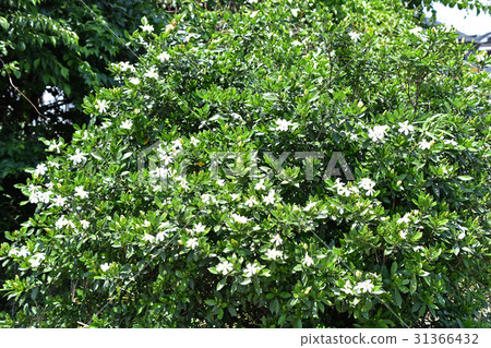 梔子花〉 31366432