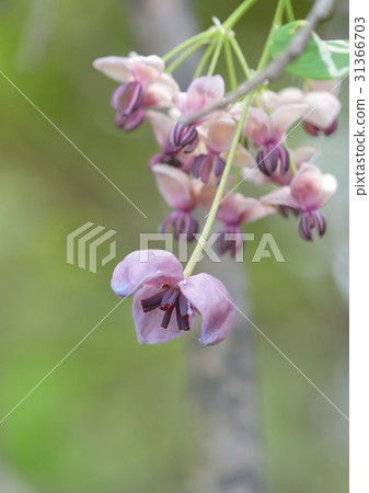 阿克比花 阿克比花 31366703