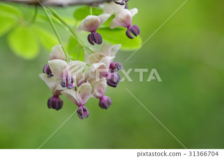 阿克比花 阿克比花 31366704