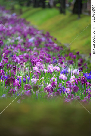 鳶尾花 31366804