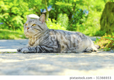Fresh green and cat Fresh green and cat 31366933