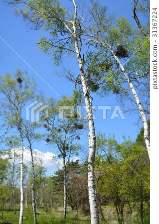Spring birch and larch Spring birch and larch 31367224