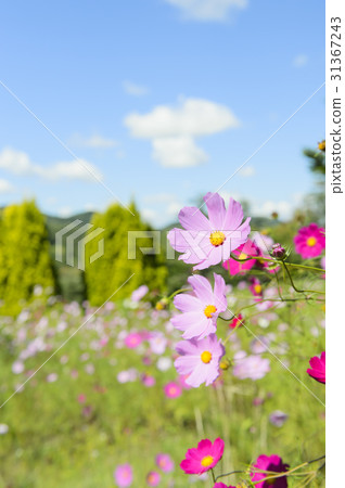 Cosmos Cosmos 31367243