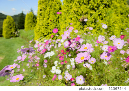 Cosmos Cosmos 31367244