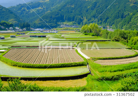 Rural landscape of early summer Rural landscape of early summer 31367502