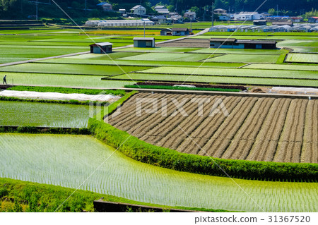 Rural landscape of early summer Rural landscape of early summer 31367520