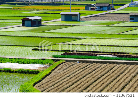 Rural landscape of early summer Rural landscape of early summer 31367521
