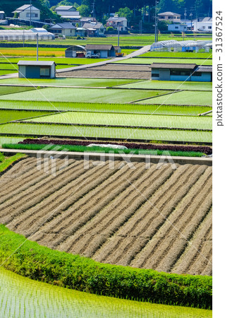 Rural landscape of early summer Rural landscape of early summer 31367524