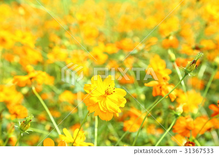 黃色花波斯菊 31367533