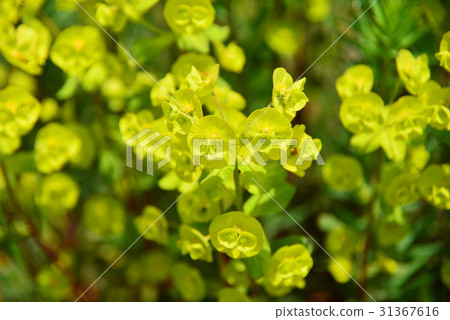 Euphorbiaceous Euphorbiaceous 31367616