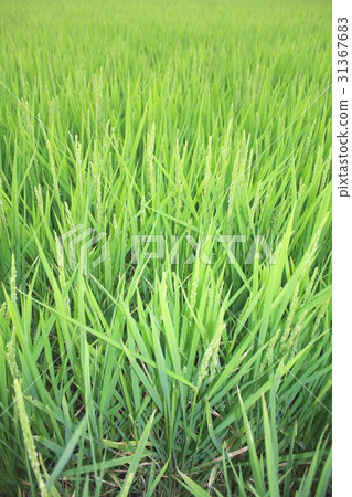 Green rich early summer rice growing quickly Green rich early summer rice growing quickly 31367683