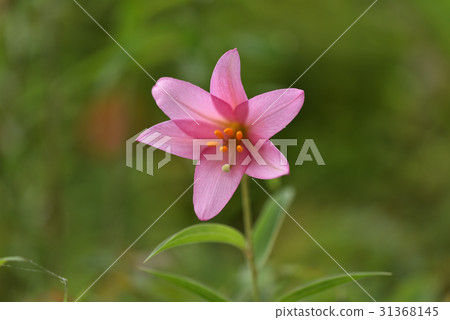 百合魚 百合魚 31368145