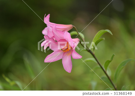 百合魚 百合魚 31368149