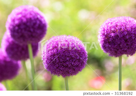Allium 31368192