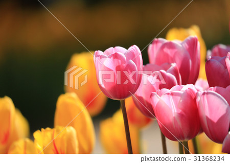 Churriput 2009 31368234