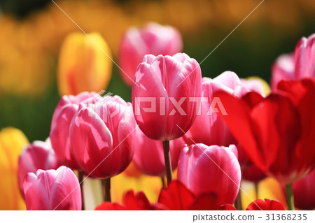 Churupppu 2010 31368235