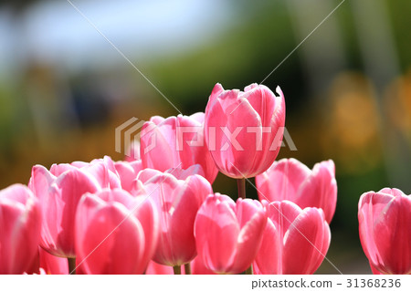 Chulip 2011 31368236