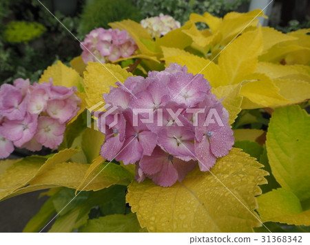 Golden leaves Hydrangea Oyugonba hydrangea 31368342