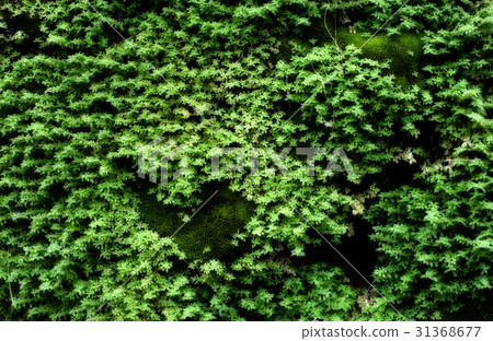 Green moss grown up cover the rough stones in the Green moss grown up cover the rough stones in the 31368677