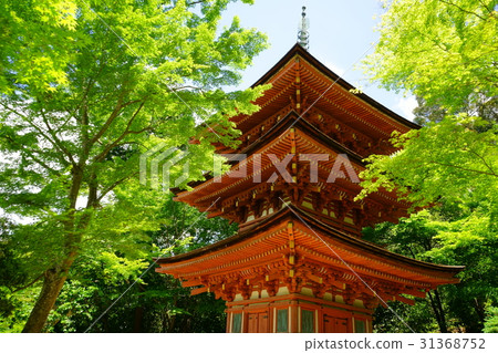Joruri-ji, triple-tower and blue maple 1 Joruri-ji, triple-tower and blue maple 1 31368752