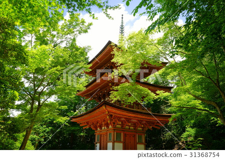 Joruri-ji, triple tower and blue maple 3 31368754