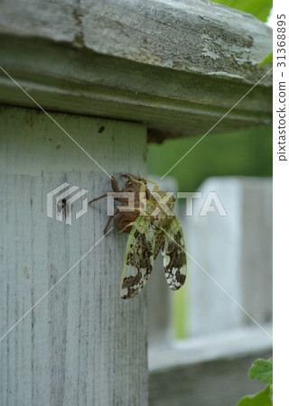 Summer vacation cicadas 31368895