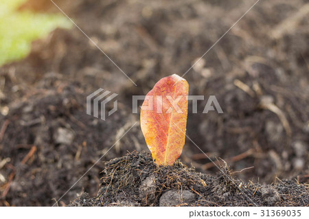 Dry leaves on soil. 31369035