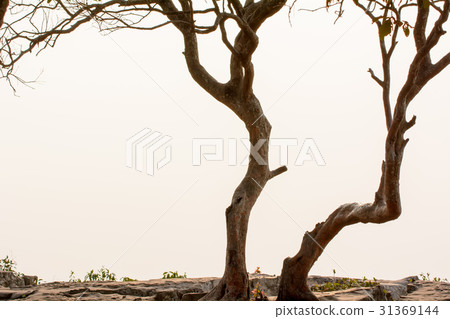 Tree on the cliffs Tree on the cliffs 31369144