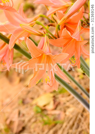 Hippeastrum johnsonii Bury or Amaryllidaceae Hippeastrum johnsonii Bury or Amaryllidaceae 31369146