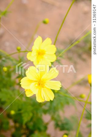 Flowers are beautiful and refreshing Flowers are beautiful and refreshing 31369147
