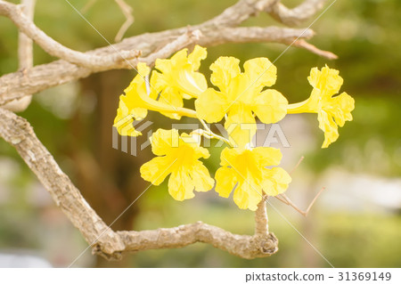 Flowers are beautiful and refreshing Flowers are beautiful and refreshing 31369149