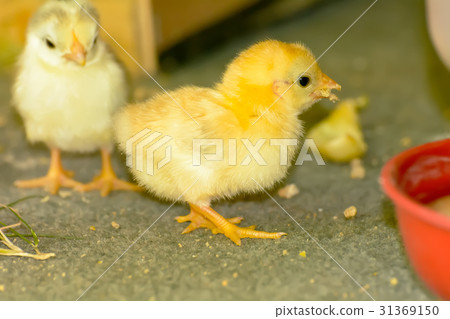 The yellow chicks 31369150