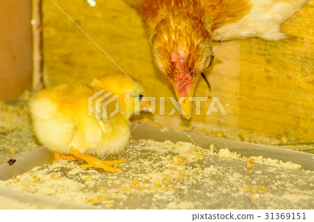 The yellow chicks The yellow chicks 31369151
