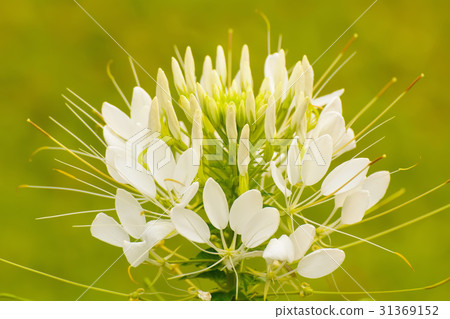 Cleome flower Cleome flower 31369152