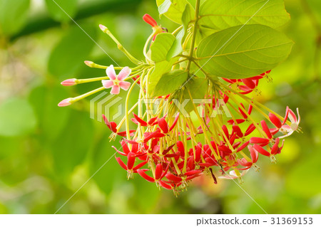 Flowers are beautiful and refreshing Flowers are beautiful and refreshing 31369153