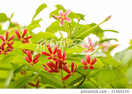 Flowers are beautiful and refreshing Flowers are beautiful and refreshing 31369154