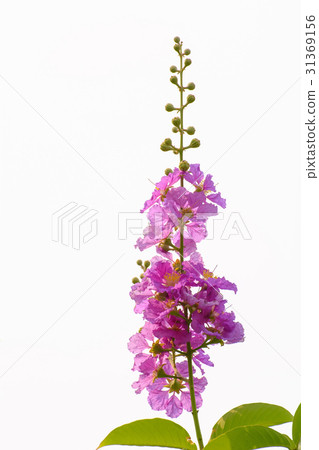 Lagerstroemia indica Lagerstroemia indica 31369156