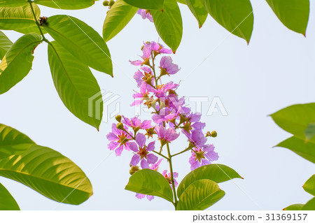 Lagerstroemia indica Lagerstroemia indica 31369157