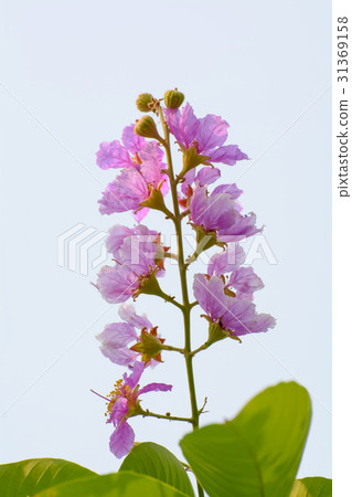 Lagerstroemia indica Lagerstroemia indica 31369158