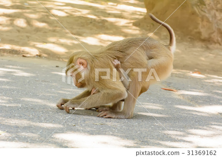 Monkey holding the baby monkey eat rice seeds 31369162