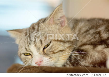 Cat Cat 31369164