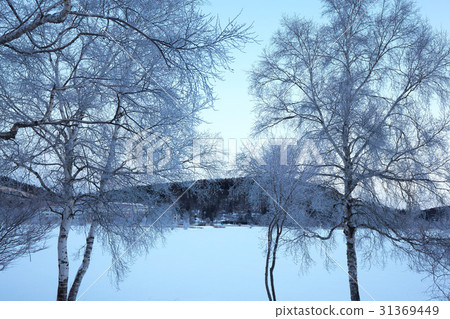 Lake Shirakaba in early morning winter 31369449