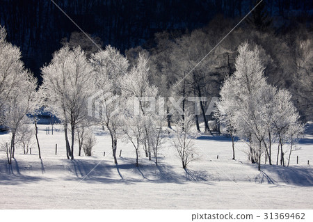 Lake Shirakaba in early morning winter 31369462