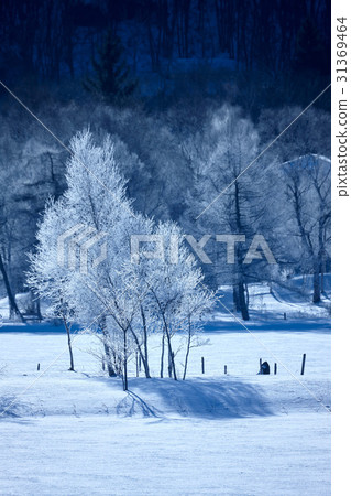 Shirakaba湖在清早冬天 31369464