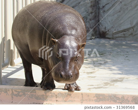 河馬 河馬 31369568