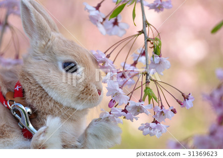 一隻兔子 一隻兔子 31369623