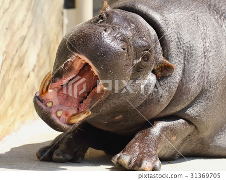 Hippopotamus 31369705