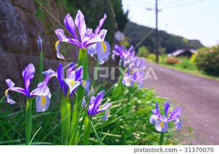 路邊虹膜 31370070