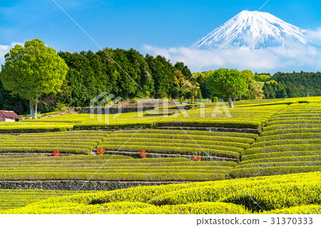“靜岡縣”富士山和Oobuchi Sasaba的茶園 31370333