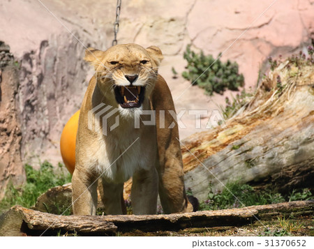 lion lion 31370652